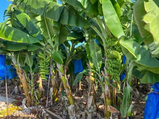 Banana plantation along the Paphos coastal route