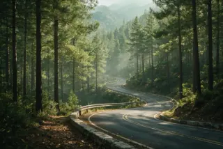 Winding road through the Troodos pine forest
